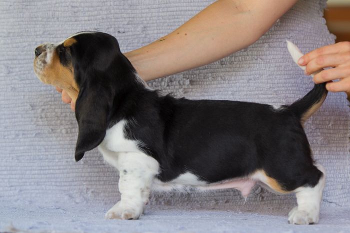 basset hound