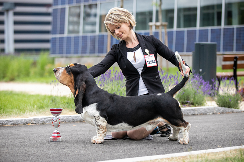 are euro basset hounds healthy