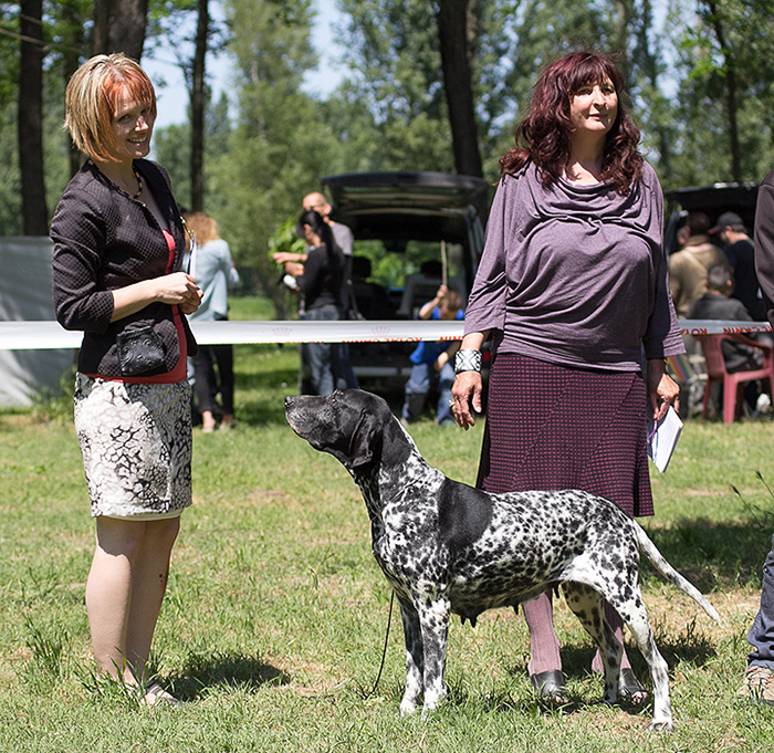 basset hound