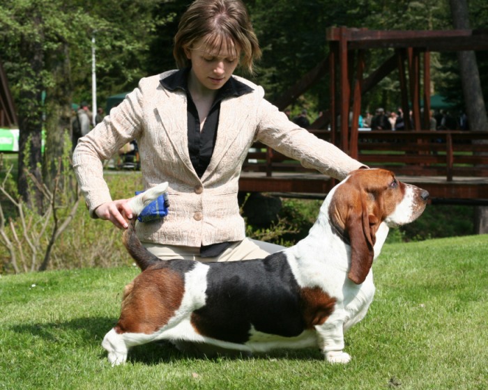 Champion store basset hounds