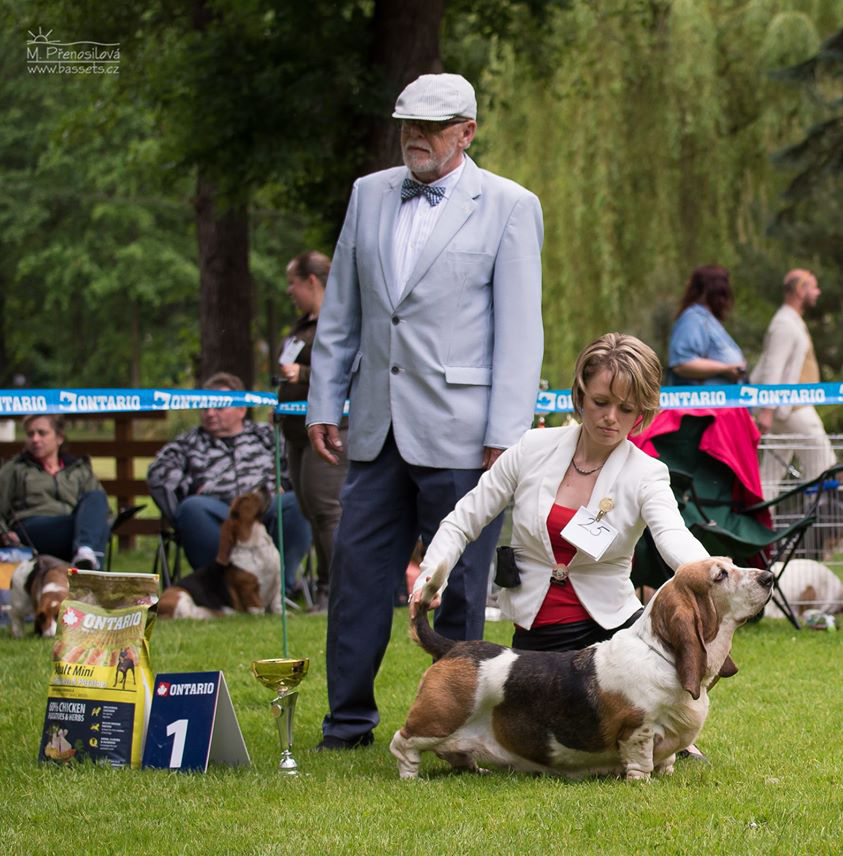 basset hound