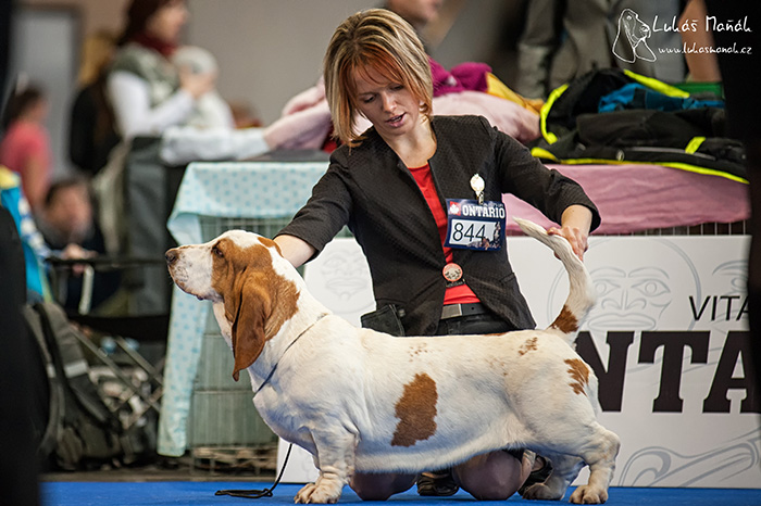 basset hound