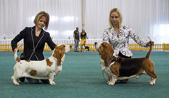 basset hound