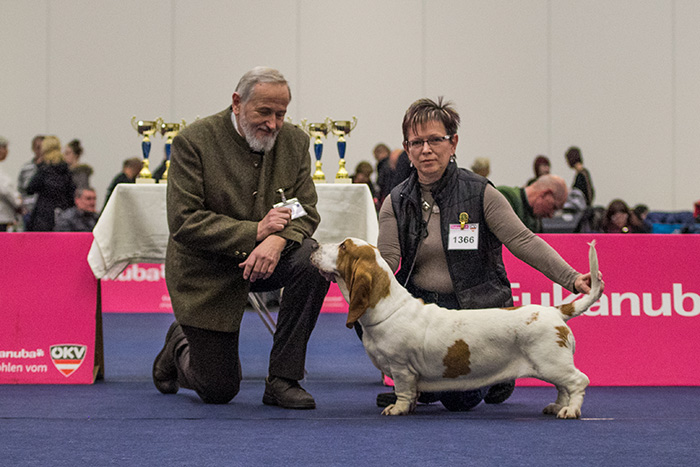 basset hound