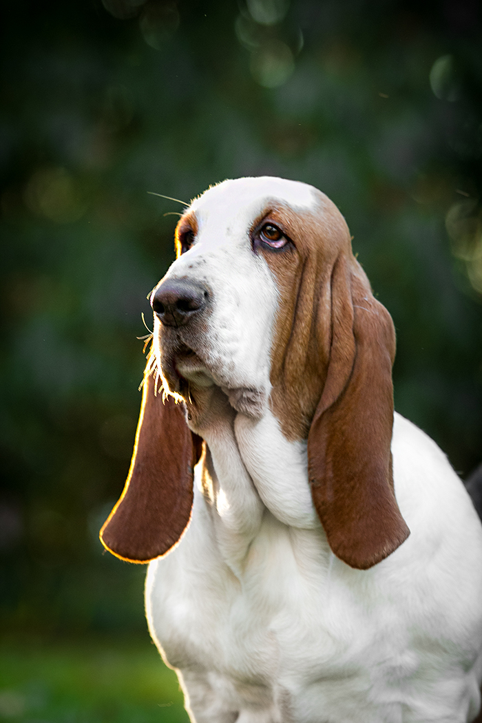 basset hound