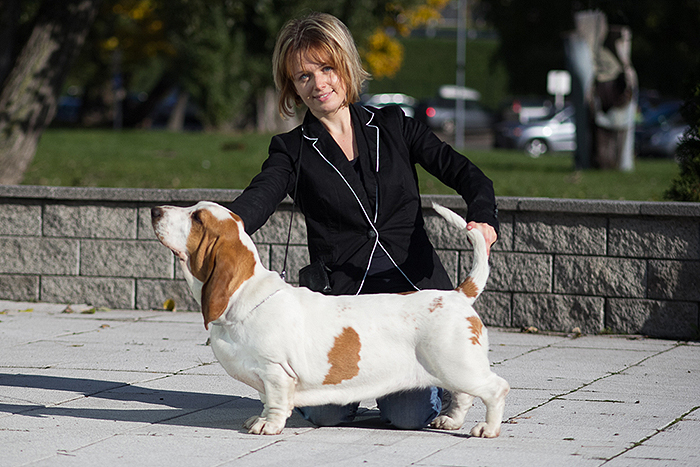 basset hound