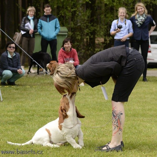 basset hound