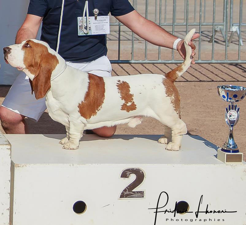 basset hound