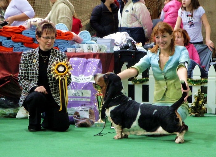 Basset Hound