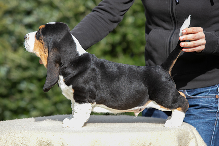 basset hound